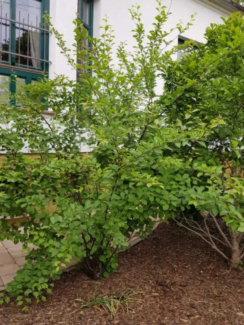 Borostyánkő Vendégház