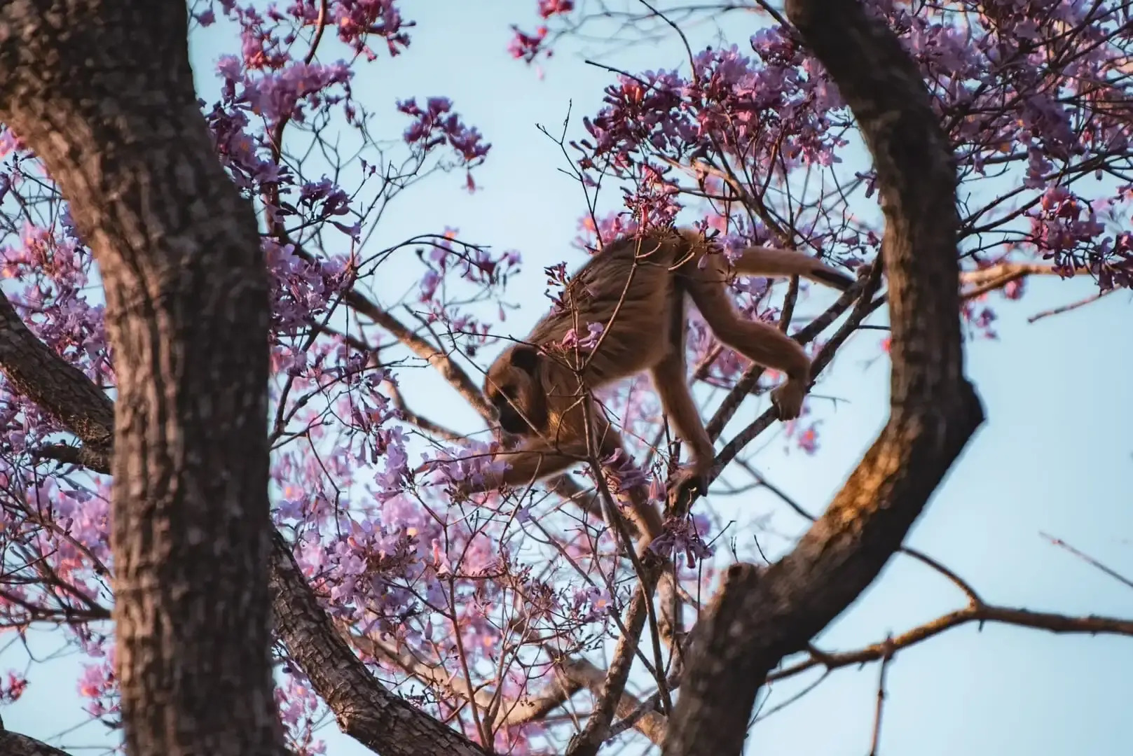 Pantanal Jungle Lodge