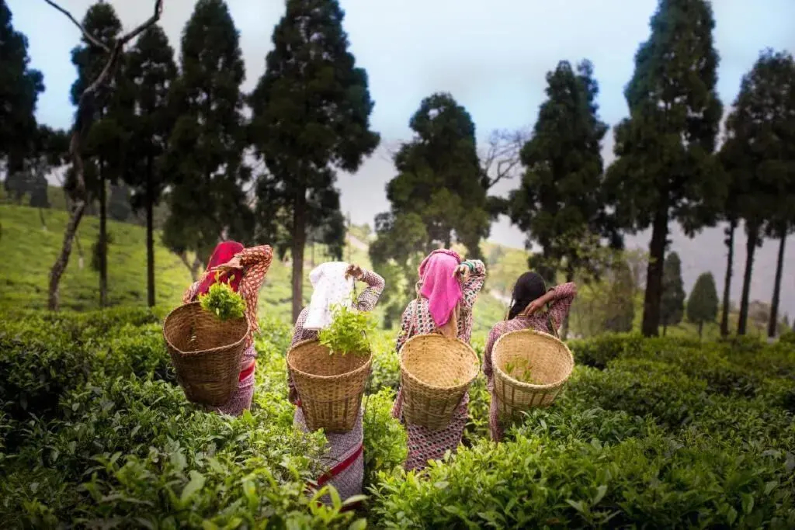 Sourenee Tea Estate & Boutique Resort