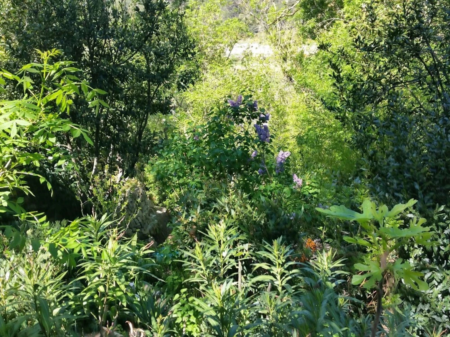 Serene Holiday Home in Lagrasse With Terrace