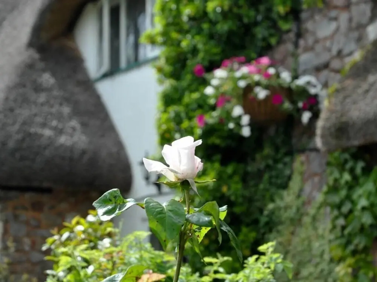 Greyhound Country Inn