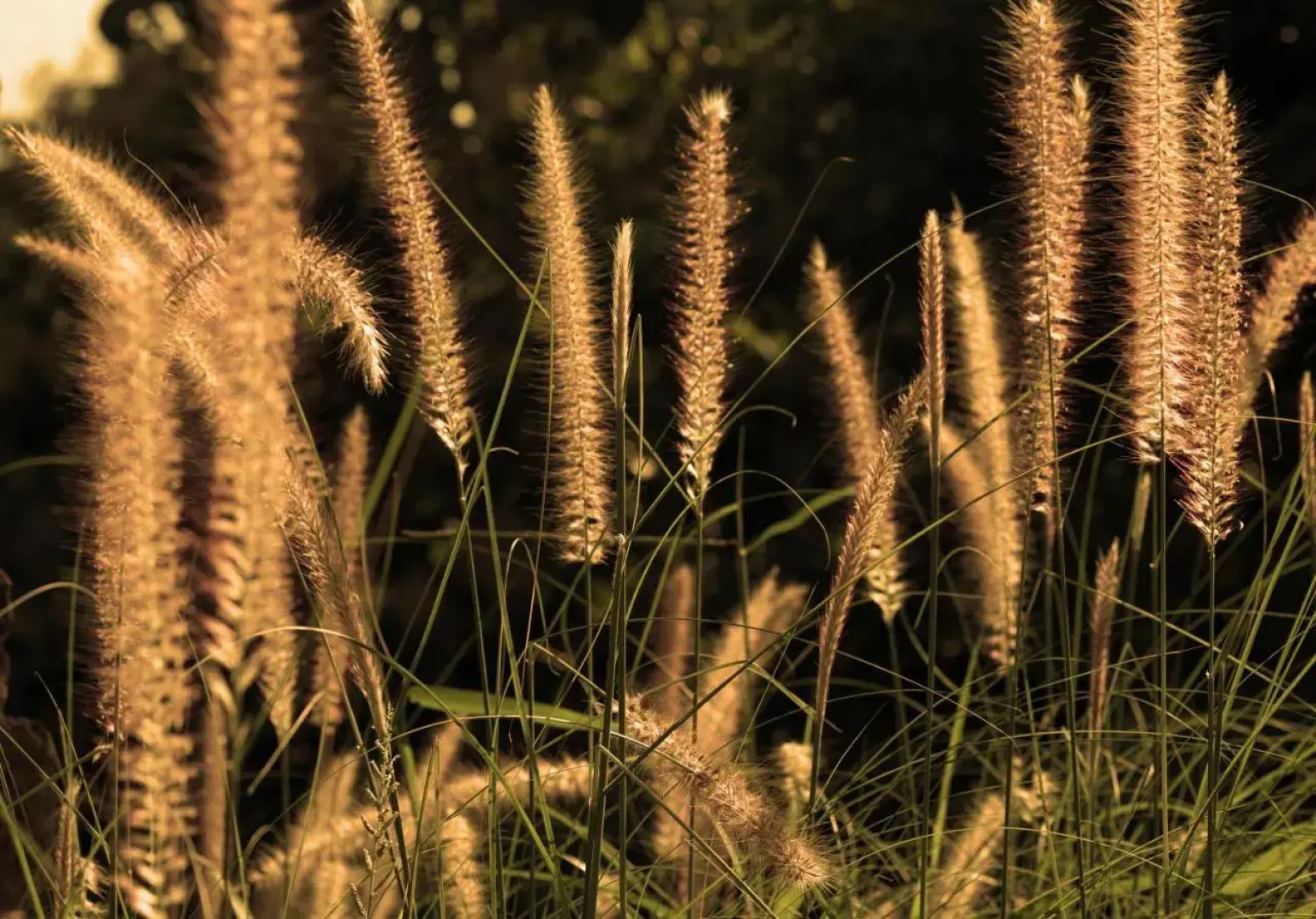The Tamarind Resort Nusa Lembongan Bali