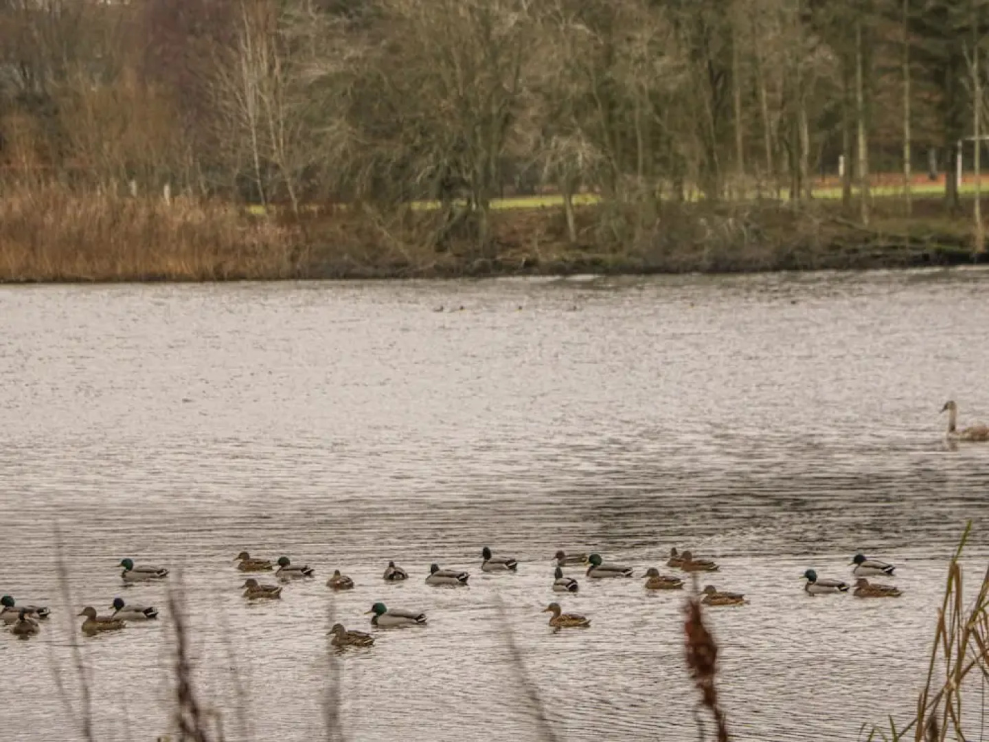 Canmore Stable Townhouse