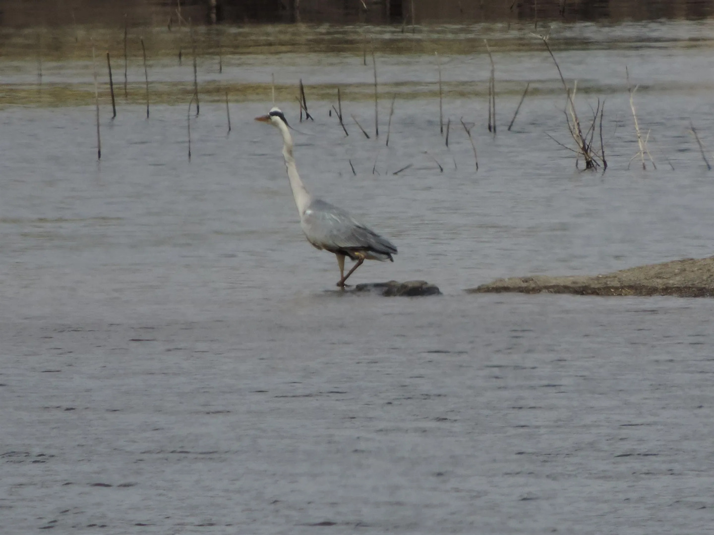 Barbancho Apartaments