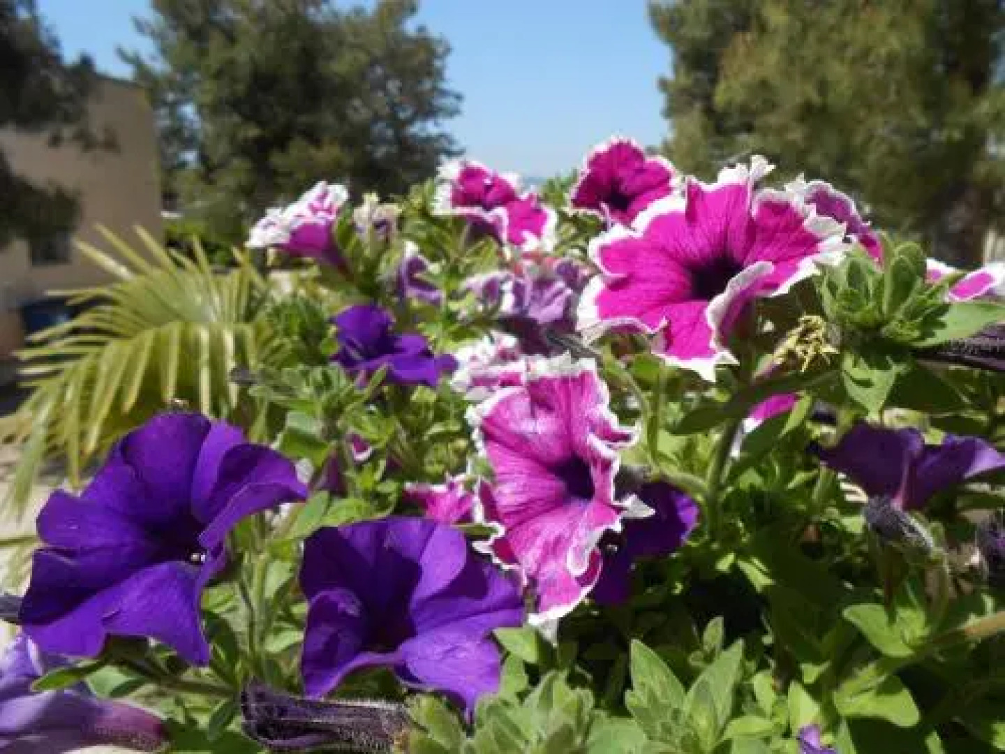 Sacro Cuore Opera Don Guanella