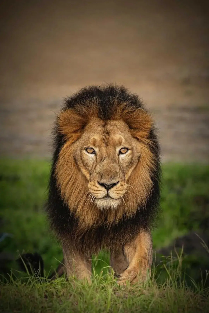 The Postcard Gir Wildlife Sanctuary