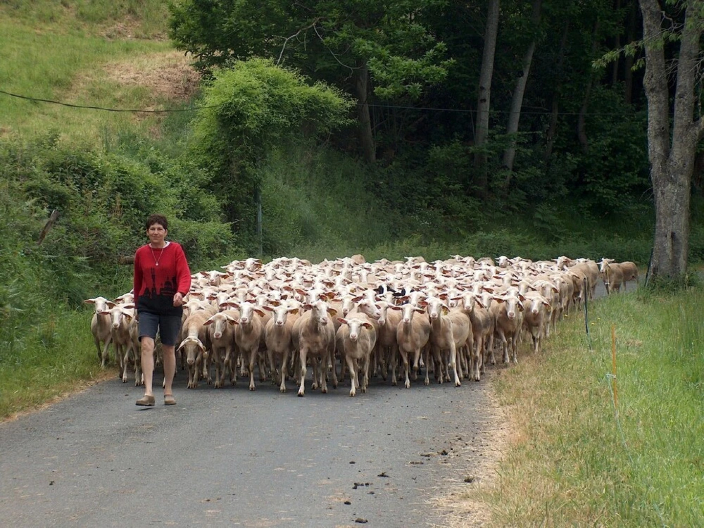 Elegant Mansion With Swimming Pool, Terrace, Sun-loungers