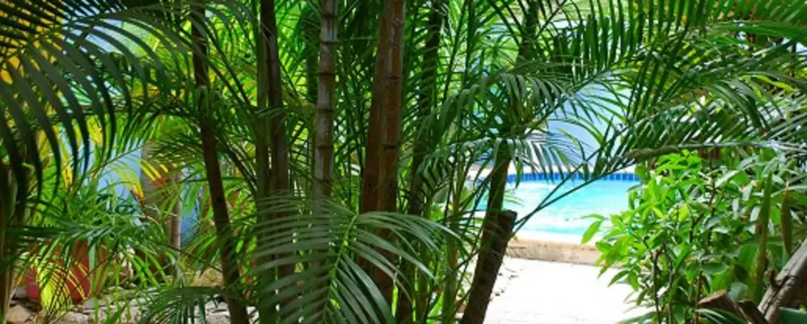 Caribbean Flower Apartments