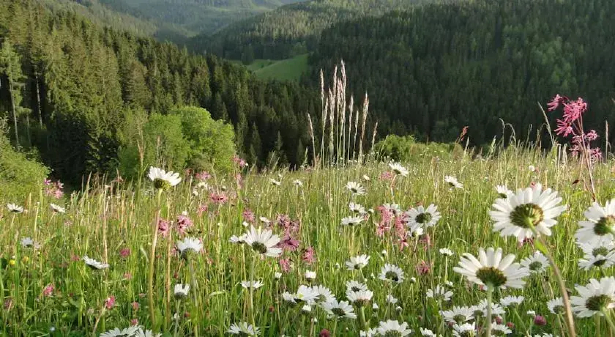 Zinkhaus - Waldheimat Alpl