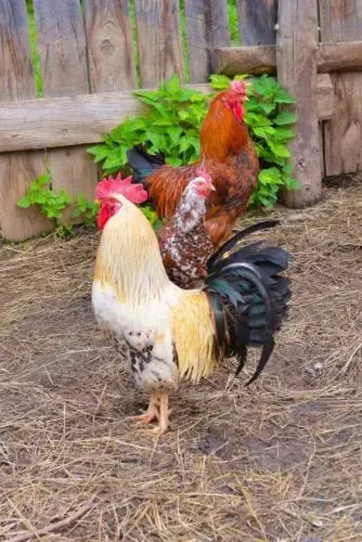 Baza otdyha Dikiy Ray