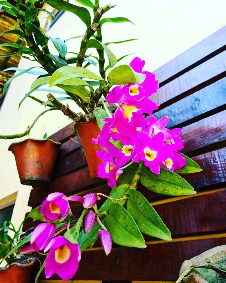 Pousada Recanto dos Tangaras