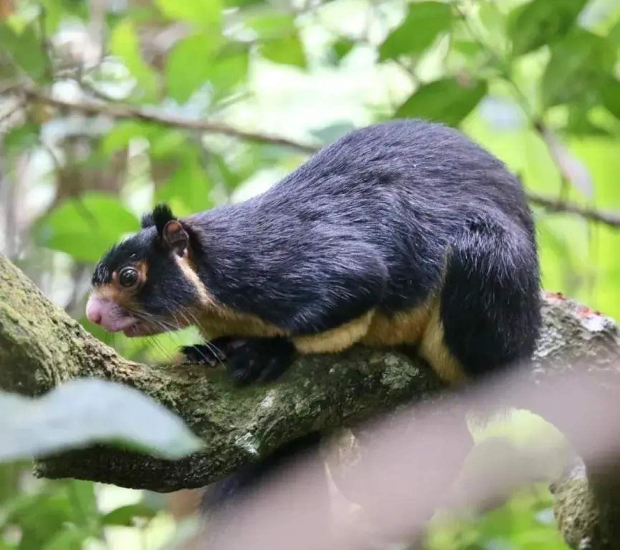 Rainforest Holiday Inn