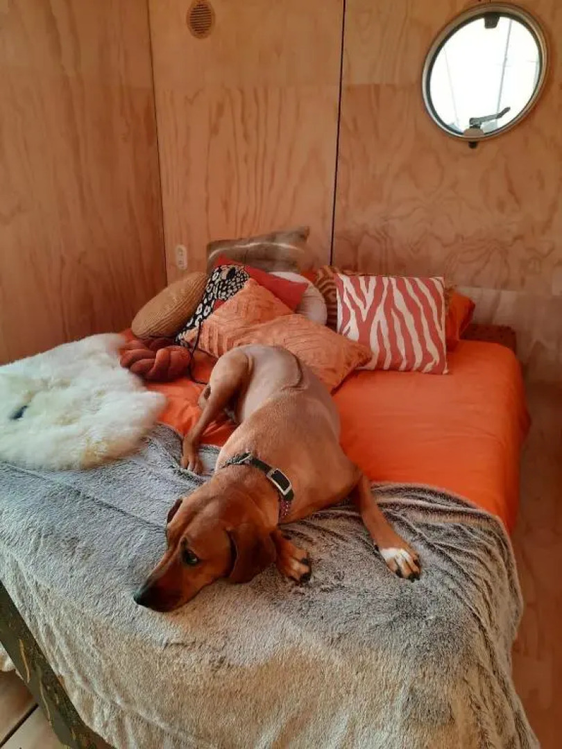 Wikkel 31- Pet Friendly