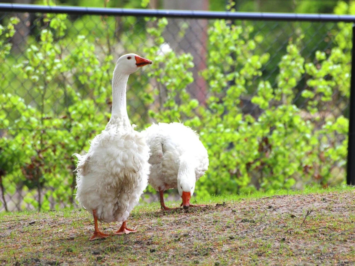 Characteristic house with a garden, surrounded by forest