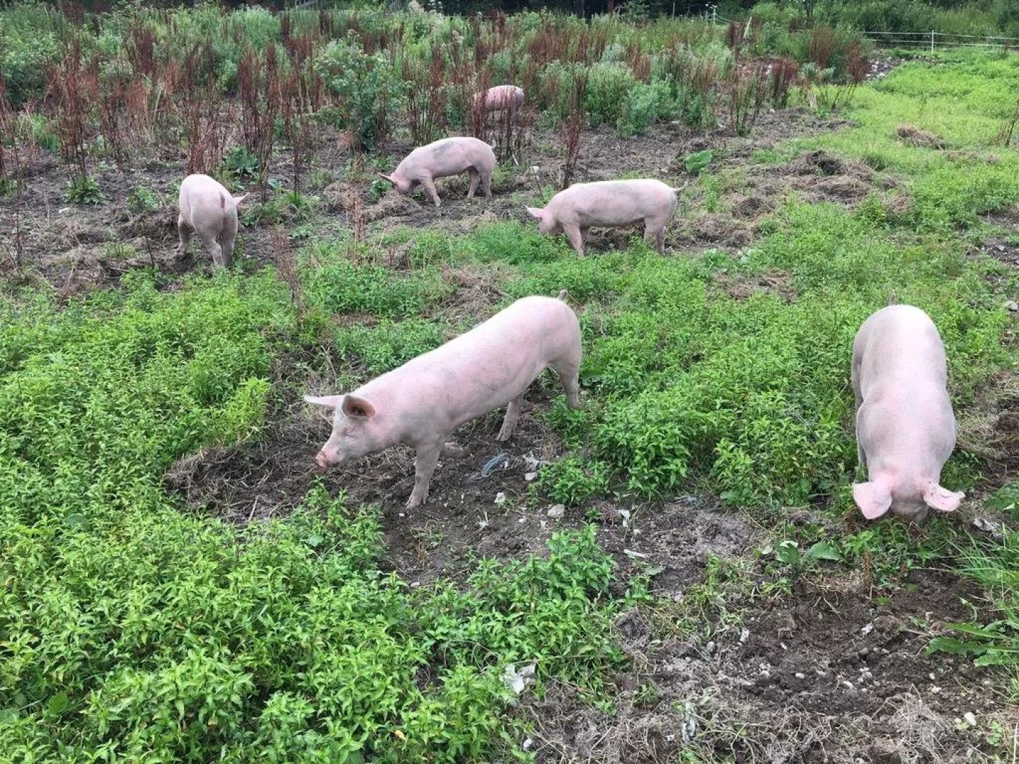 Bio-Familienbauernhof Grubsteighof