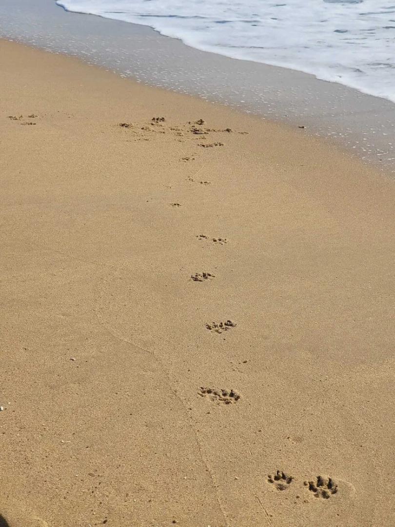 New Forest 2-bed Premium Holiday Home, New Milton