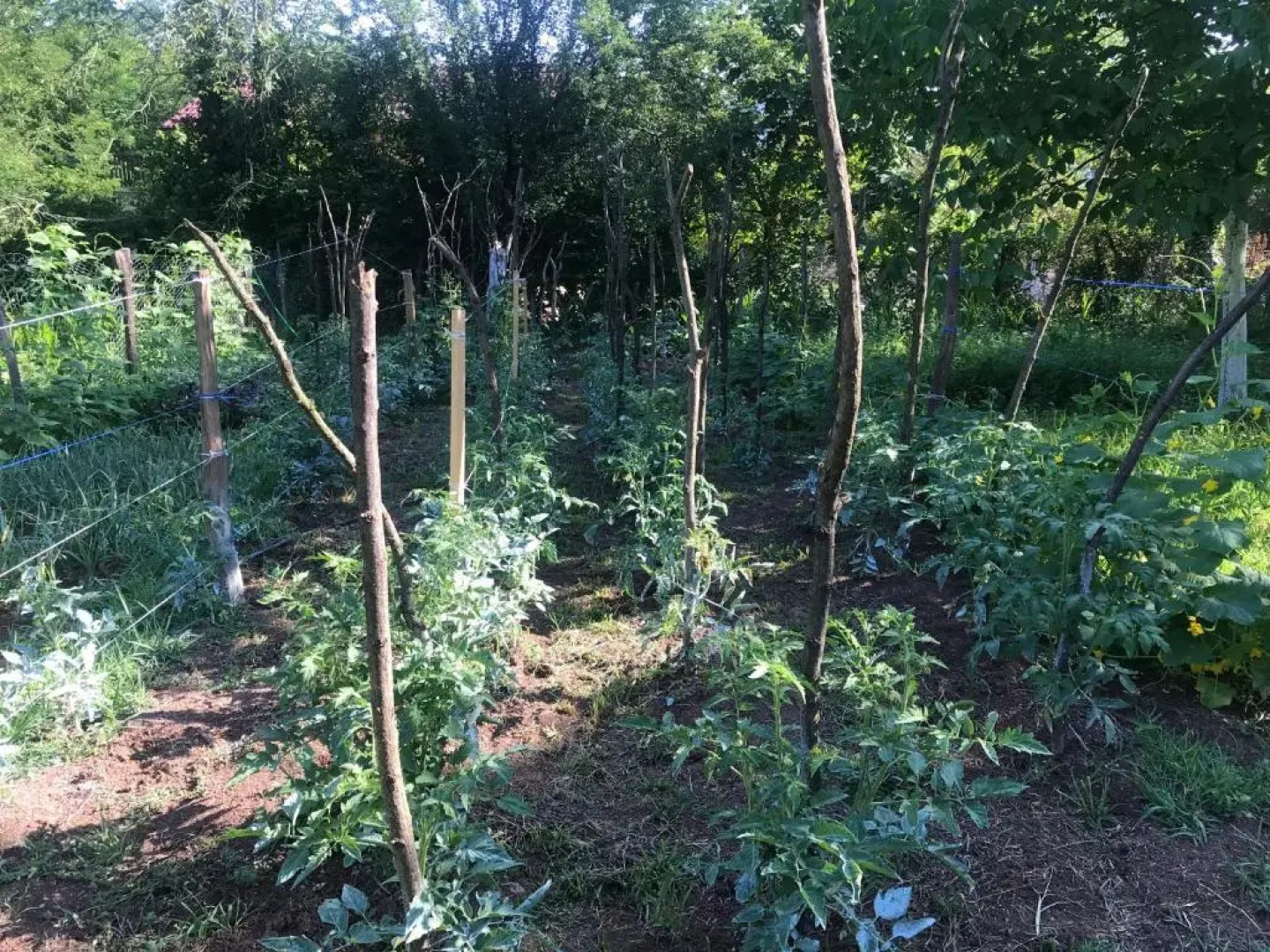 Guest House Motsameta