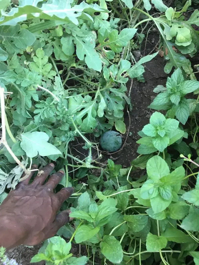 The Mango Guesthouse