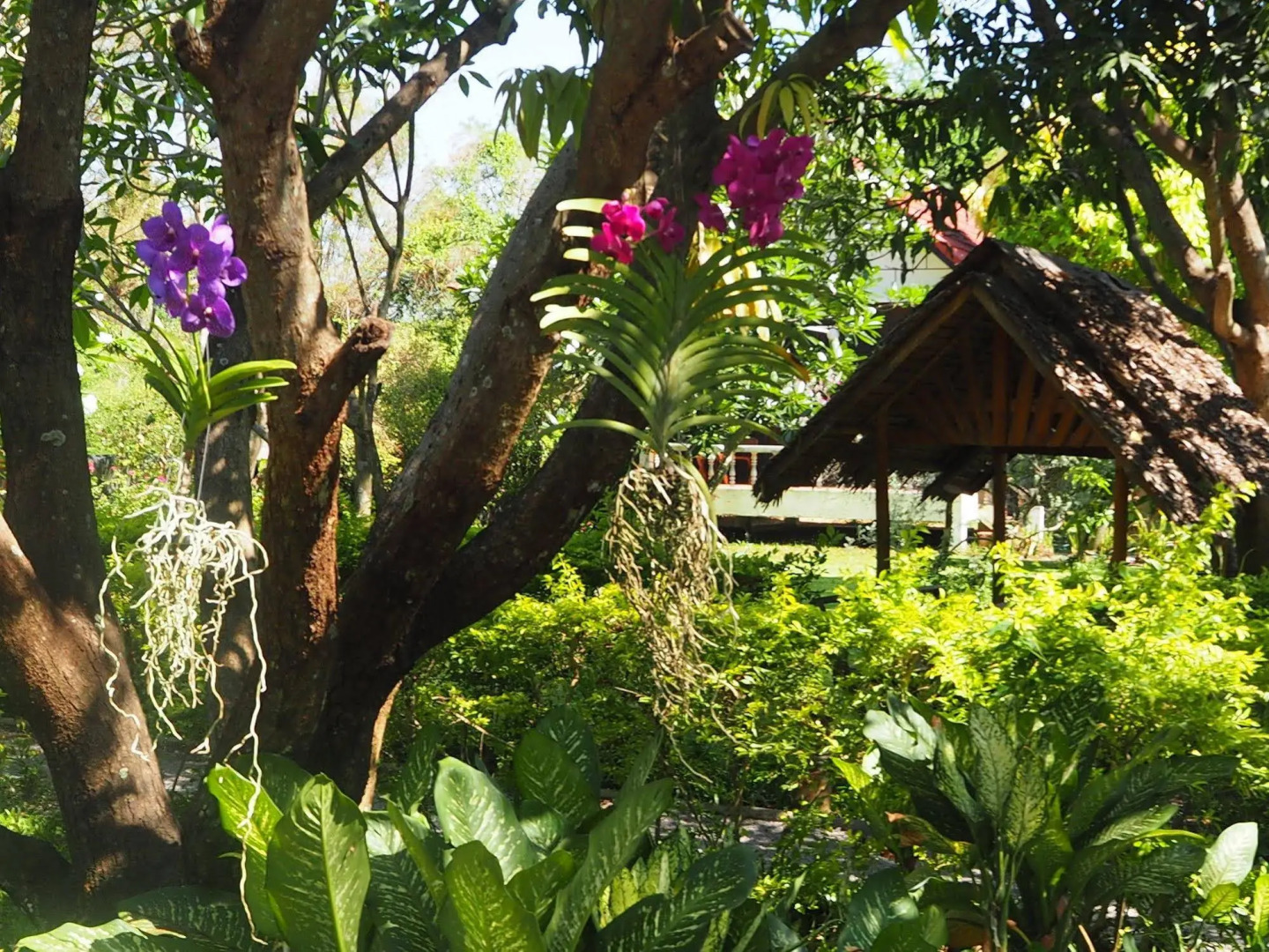 Thai-bamboo Guesthouse Resort