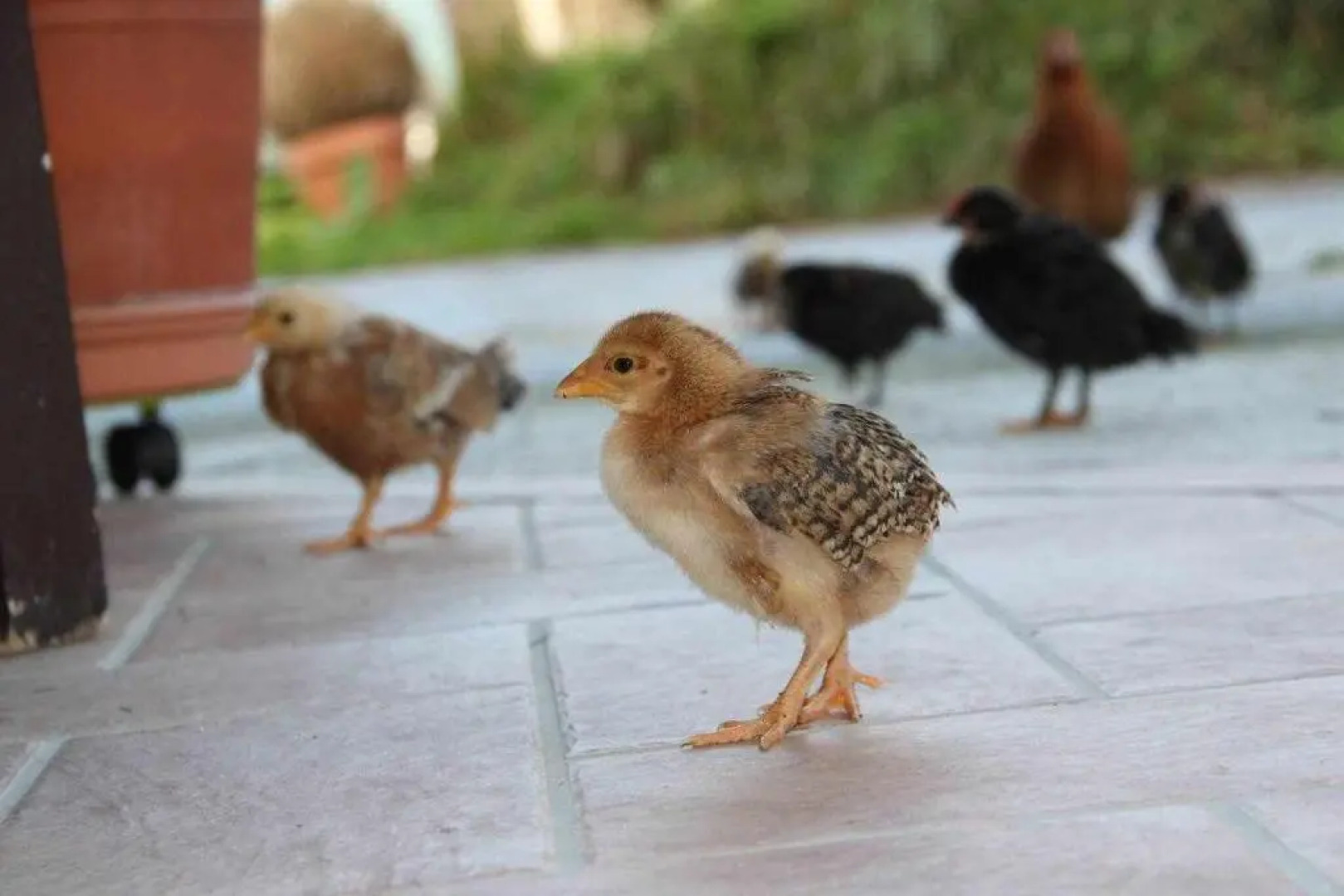 Apartamentos Rurales Patxillaborda: Ipar