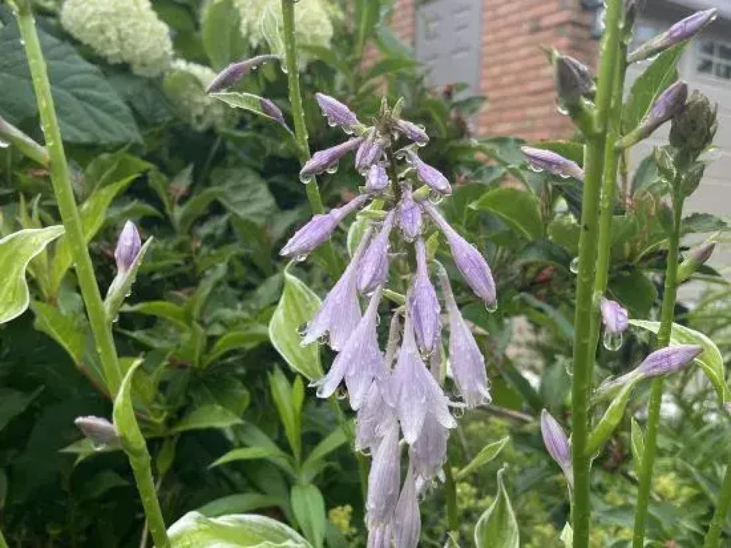 Private House Basement Suite Toronto/Richmond Hill