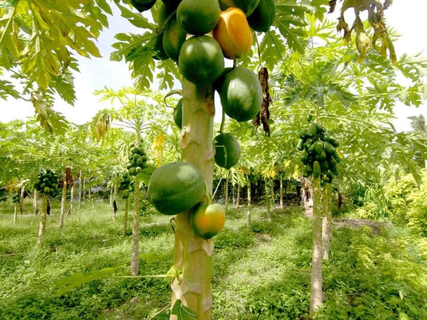 Serene Sky Guest House