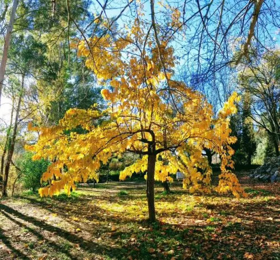 Cabañas Jimera de Líbar