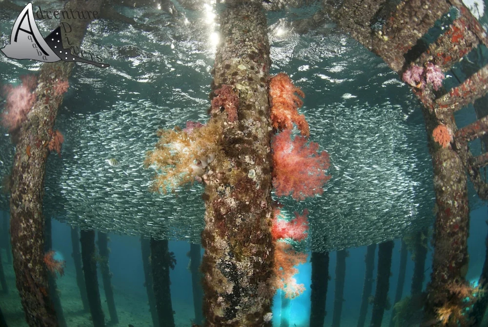 Aqaba Adventure Divers Resort