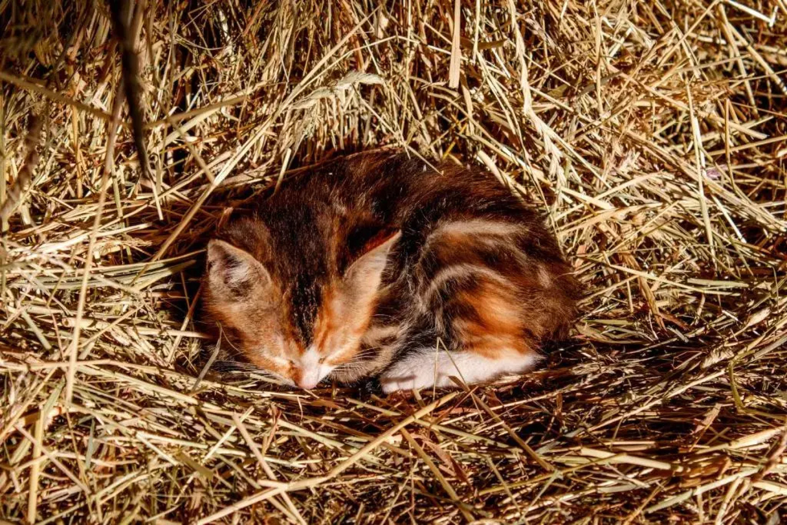 Rï¿½gen-Ferienhof