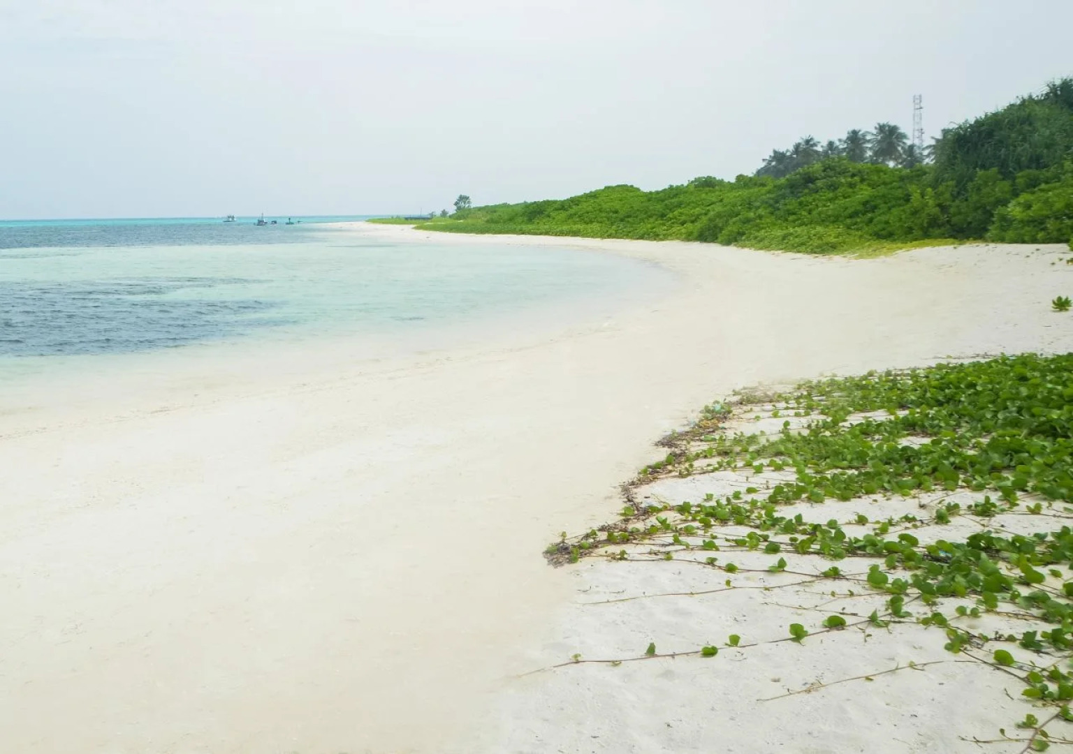 Whale Shark Inn Maldives