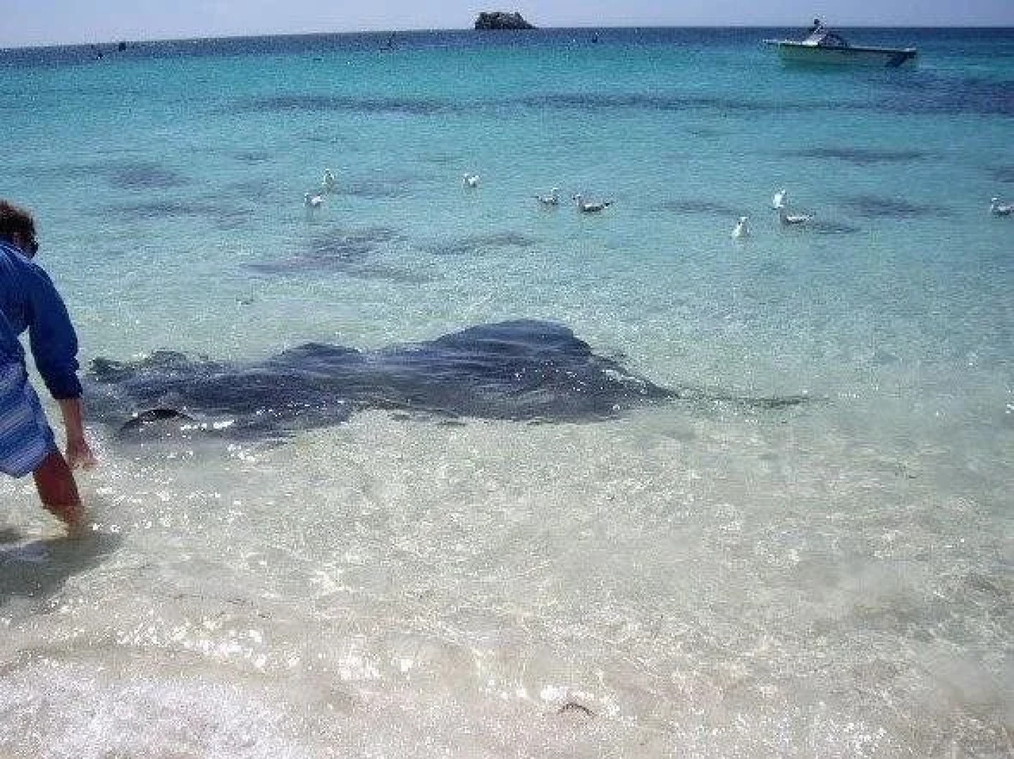 Baywatch Manor Augusta