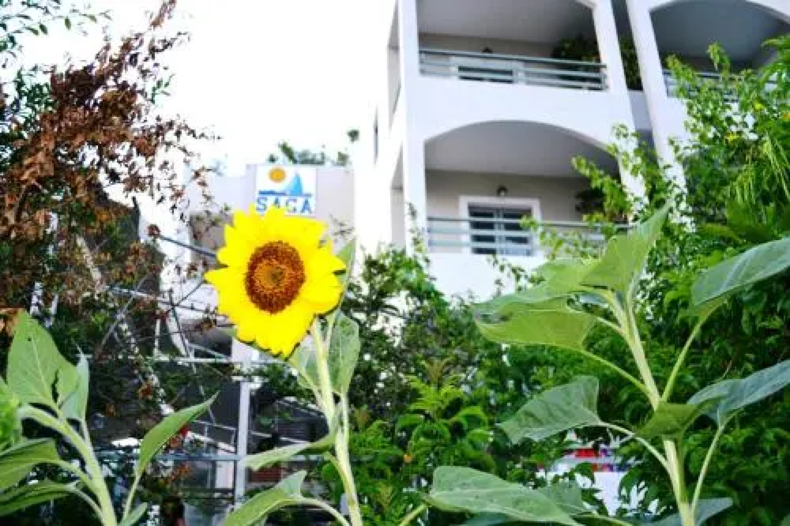 Saga Hotel