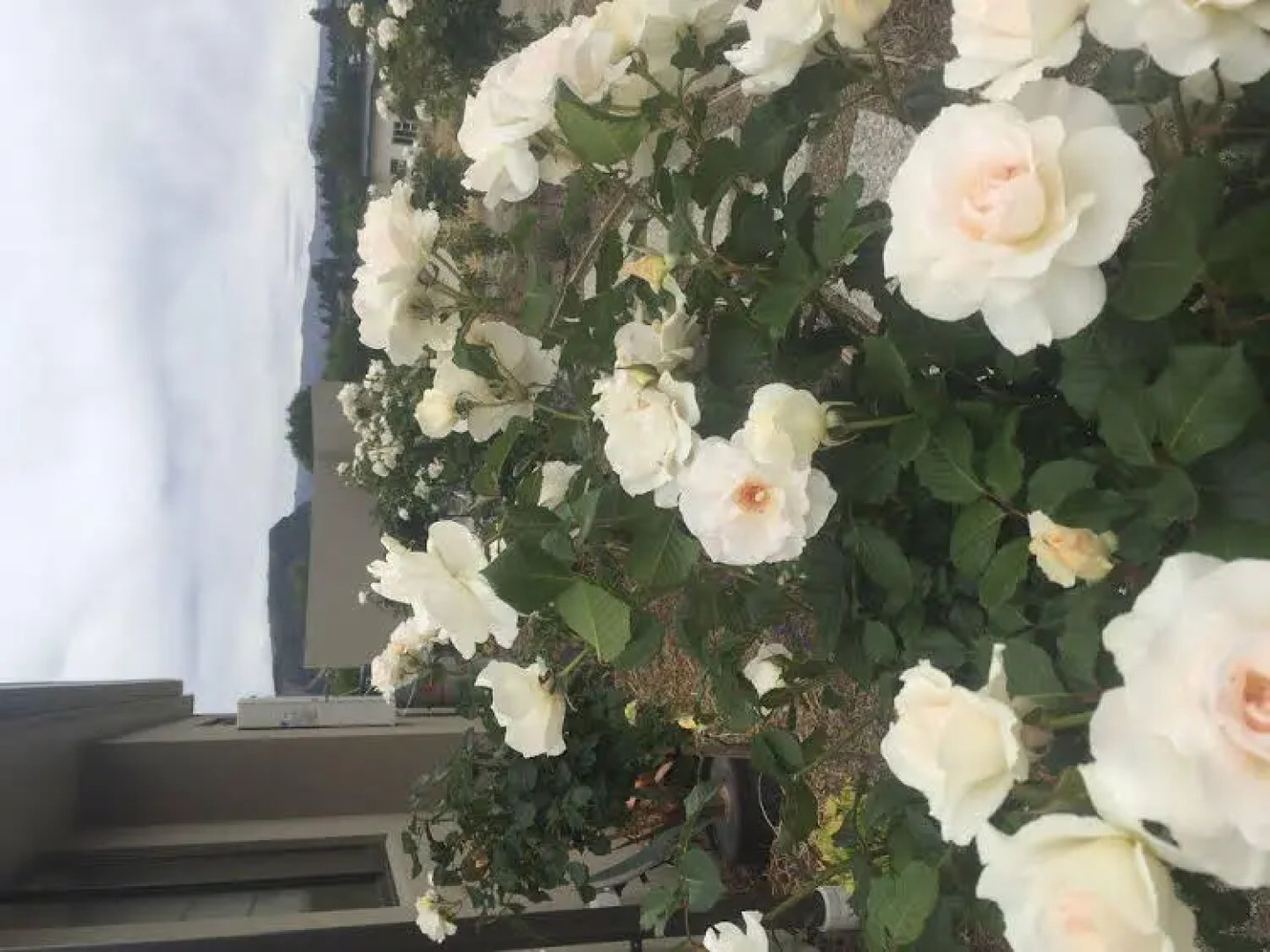 Hopkins River Holiday Park