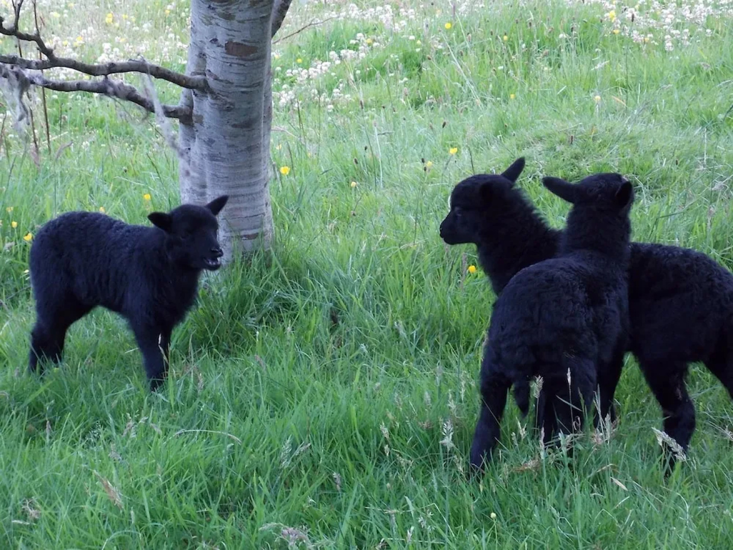 Rowan Yurt - Campsite