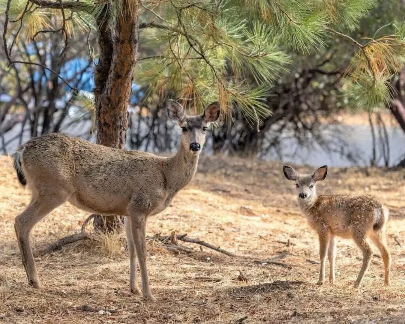 Ridgecrest Rendezvous -  Huge Wrap-Around Deck - Perfect for Sunbathing or BBQ-ing by Yosemite Region Resorts