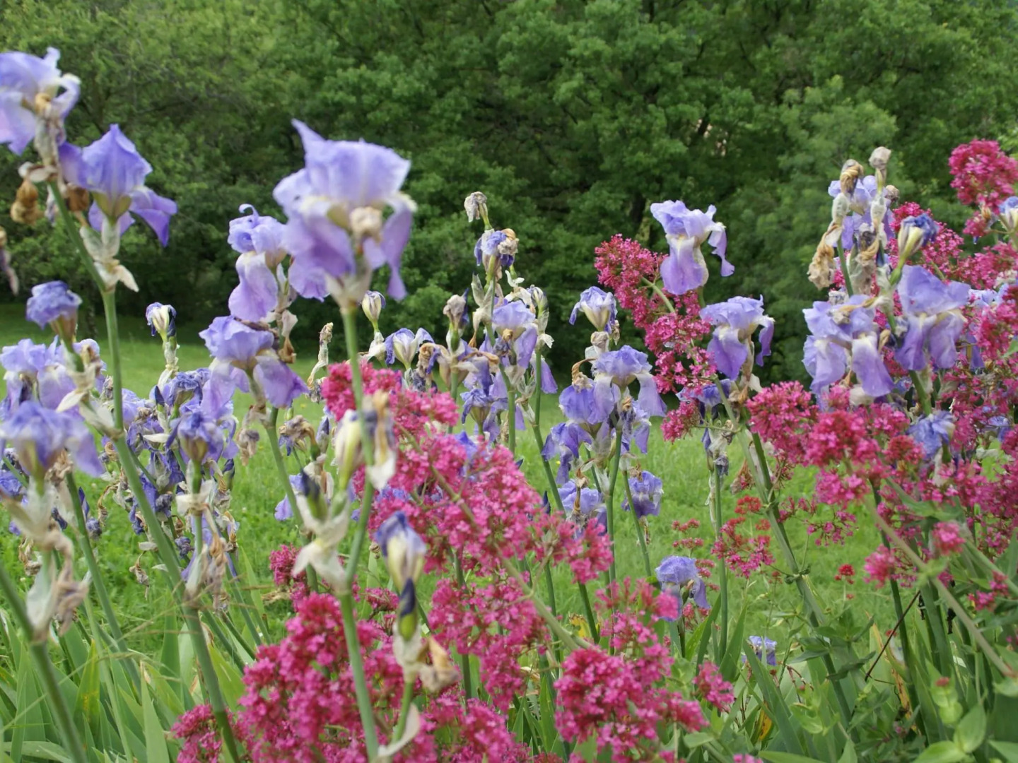 Beautiful Holiday Home in Saint-pons Near Forest