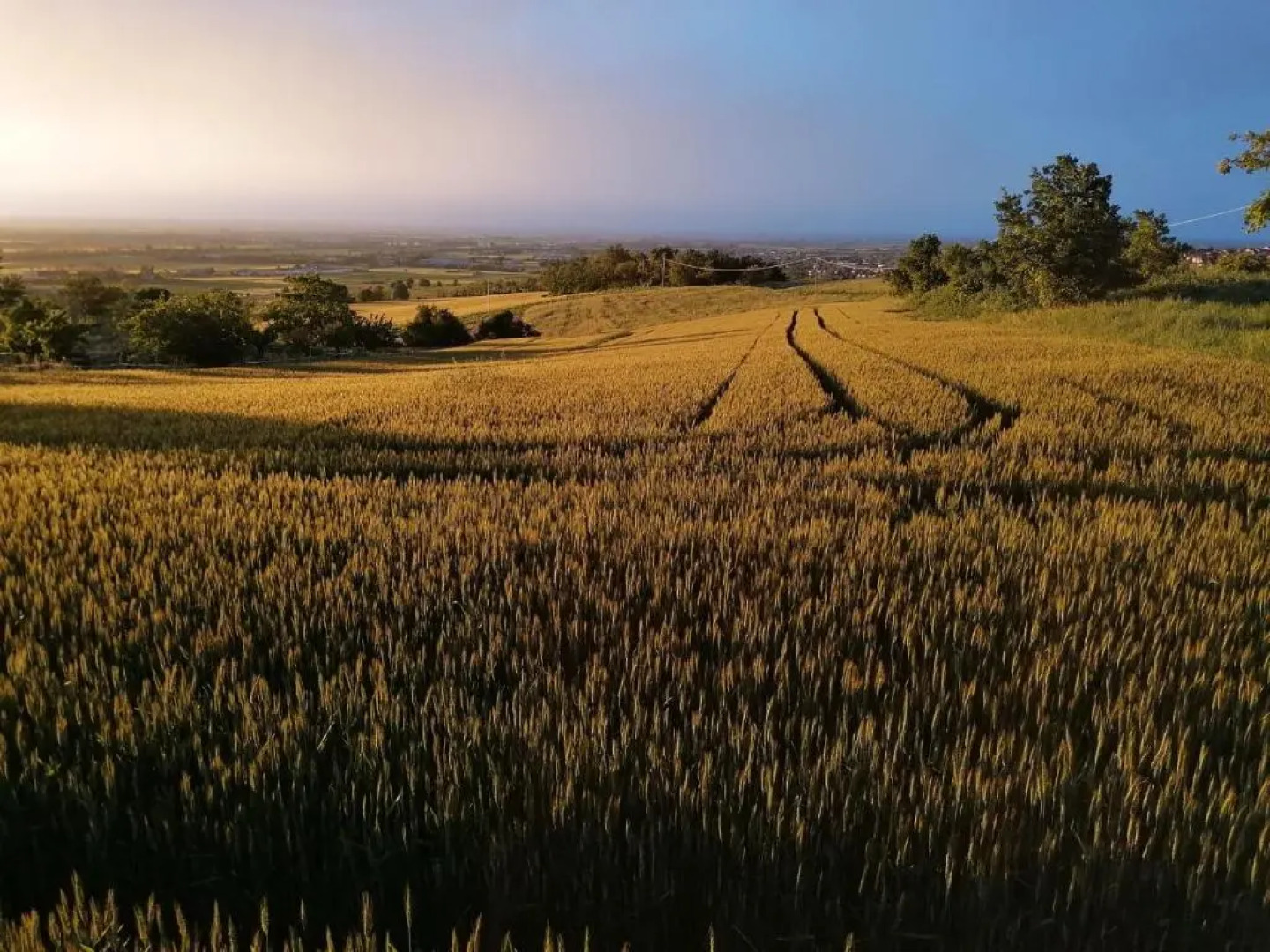La Mafalda in Oltrepo