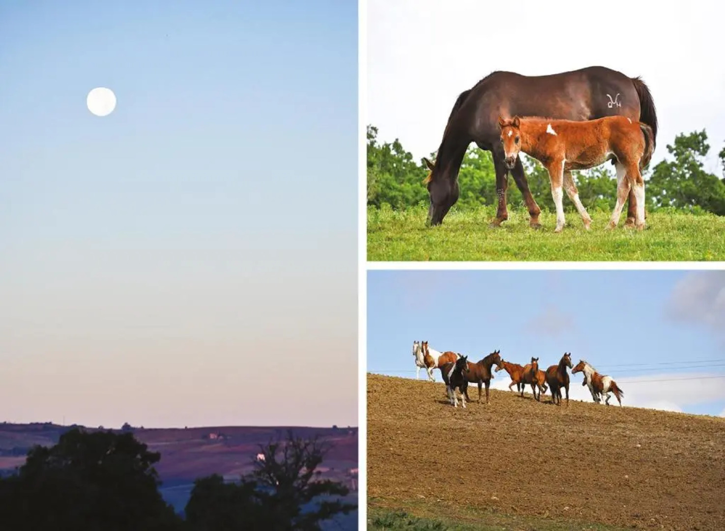 Masseria Straziuso - La Vaccariccia