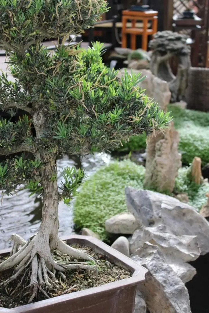 Bonsai Family Residence
