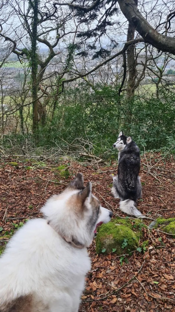 Y Branwen Hotel - Adults Only and Dog Friendly