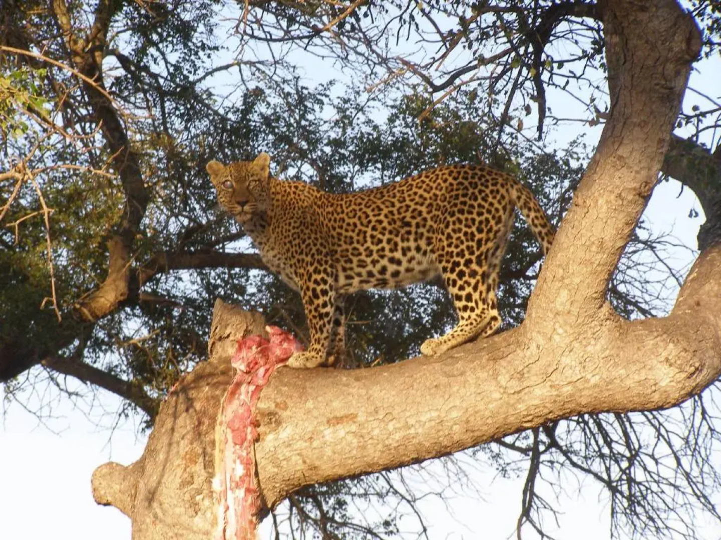 Thornybush Simbambili Lodge