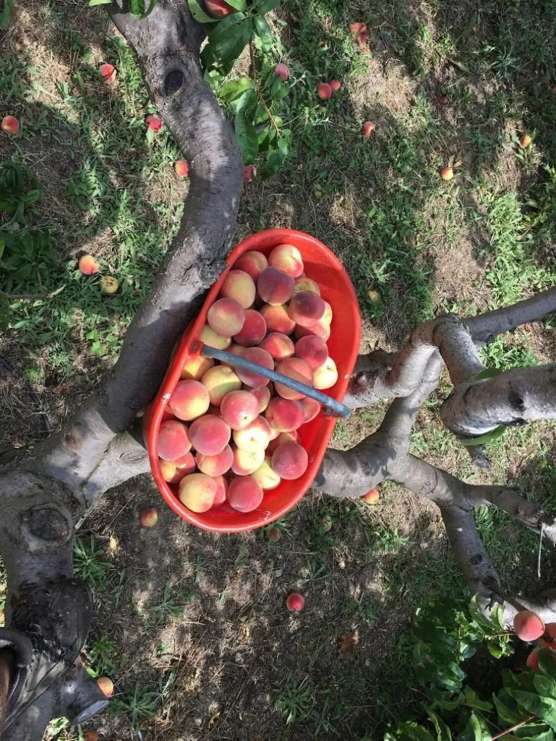 Agriturismo LaValleggia