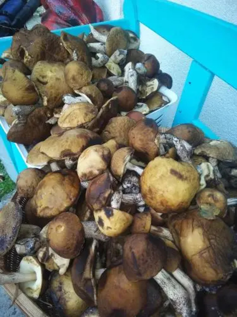 Leszczynowa Gorka -Mazurskie Siedlisko W Silcu