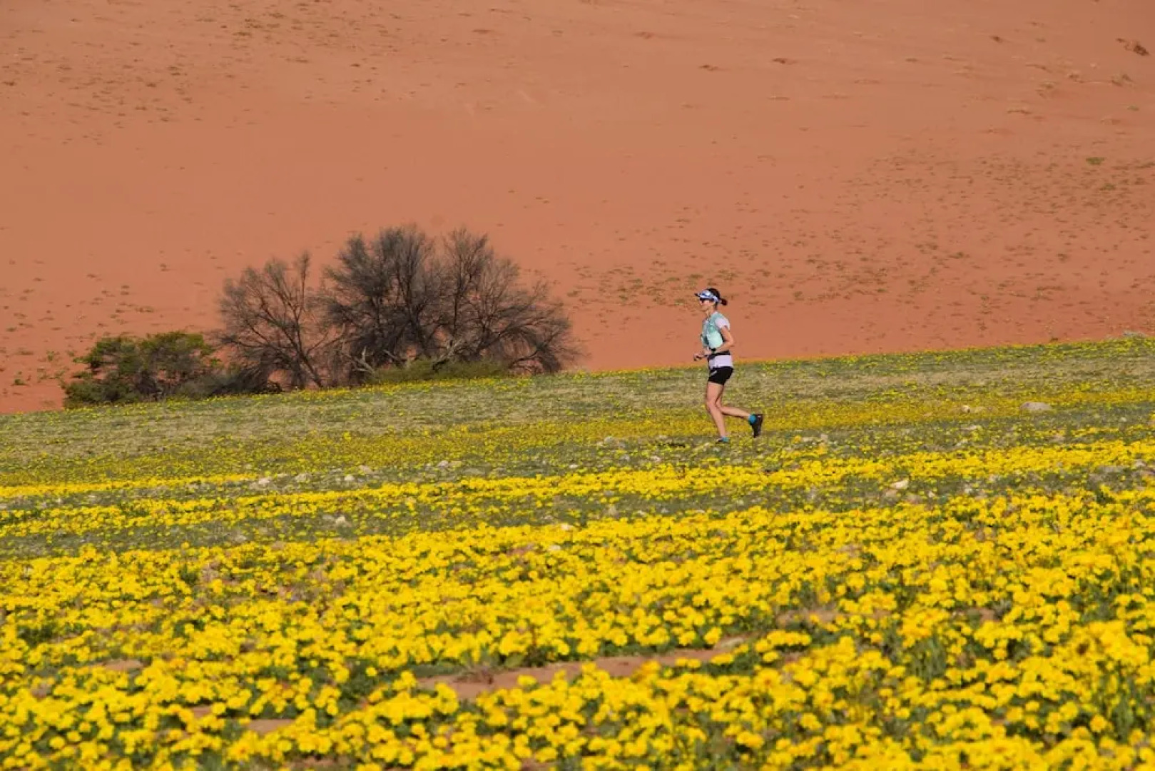 Klein-Aus Vista Desert Horse Inn