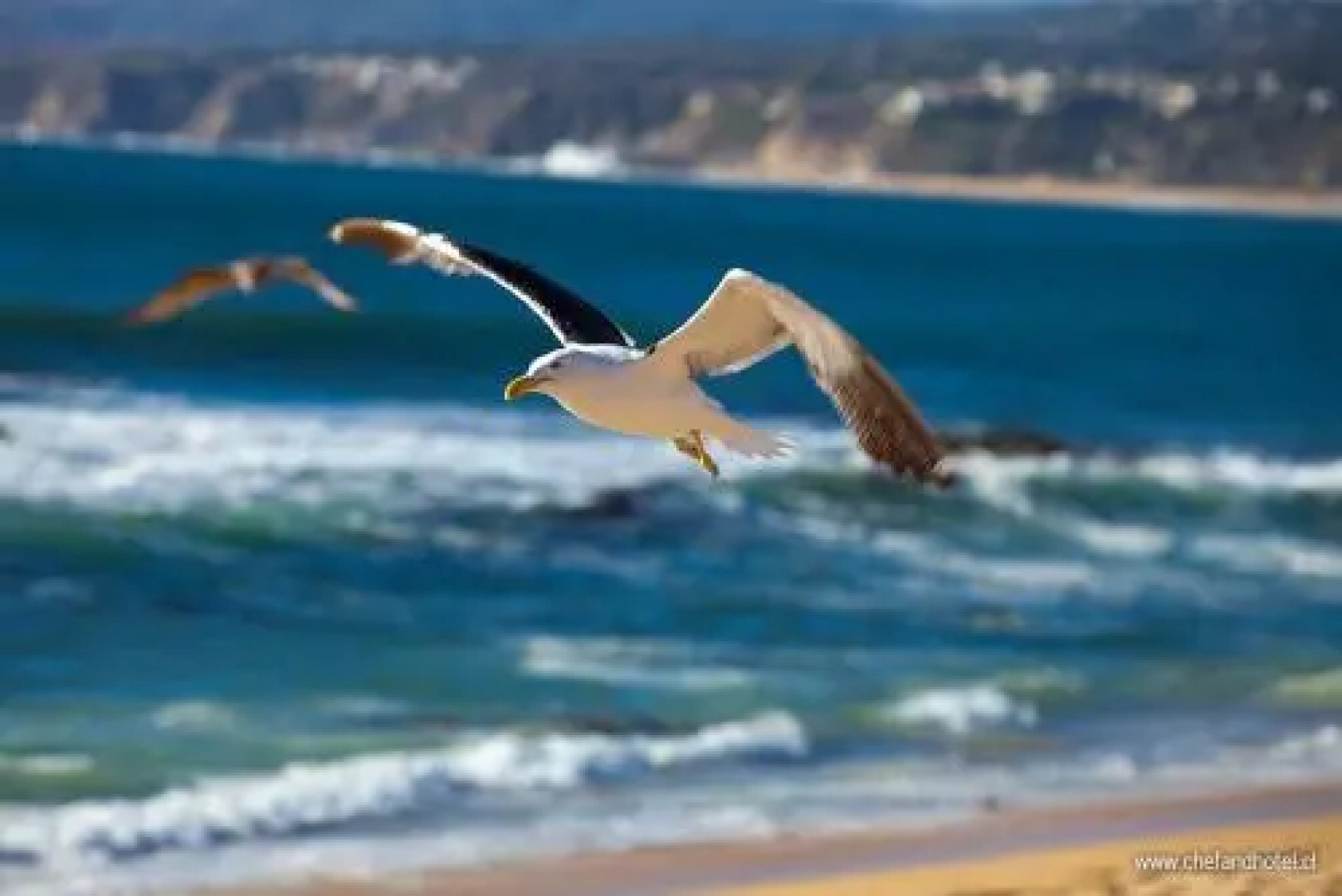 El Caleuche Apart Hotel