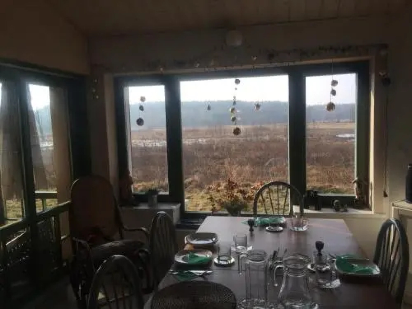 Chamedafne w Puszczy Kampinoskiej