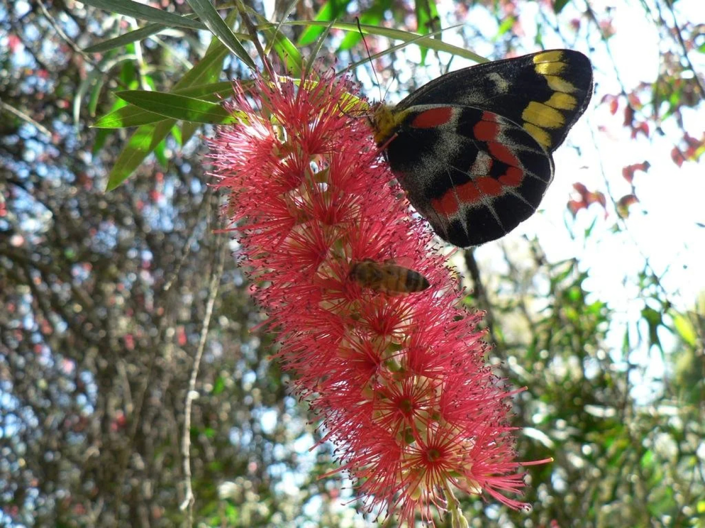 Russellee Bed and Breakfast