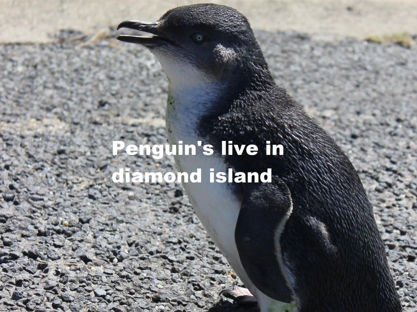 Diamond Island Resort & Penguin viewing