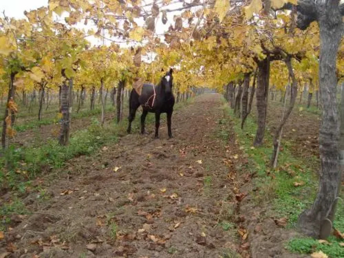 Santa Filomena de Cunaco