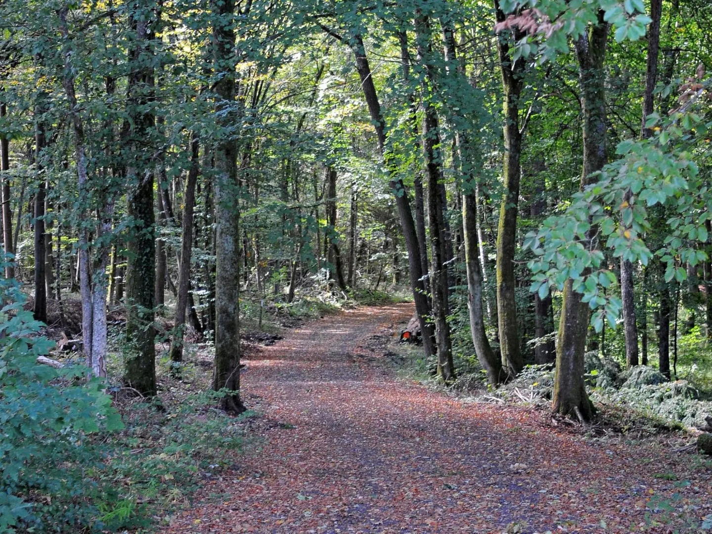 Chalet in Gerolstein Near Forest Trails